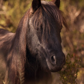 RIBA, la poni de raza pottoka, abatida por un cazador en el Parque de Garraf