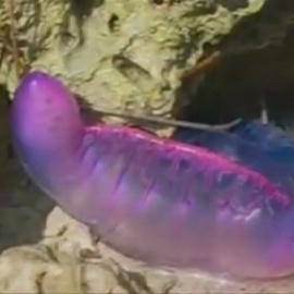 La carabela portuguesa, una amenaza en las costas españolas