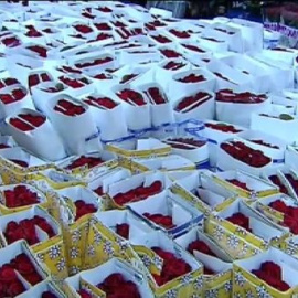 Se espera vender seis millones de rosas en la fiesta de Sant Jordi