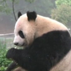 Los osos también temen los terremotos