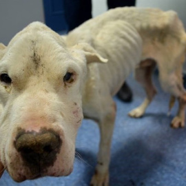 El perro rescatado por el Seprona en la finca El Higueral de Bayárcal (Almería) en 2016. / LA HUELLA ROJA