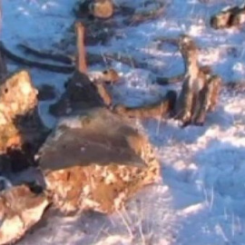 Hallan restos de sangre de mamut en una isla en el Ártico