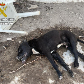 22/07/2022.Un hombre está siendo investigado como presunto autor de un delito de maltrato animal tras ser localizado por agentes de la Guardia Civil por abandonar a un perro que murió por la ola de calor en la localidad madrileña de Fuentidueña de Taj