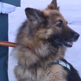 Ajax, un perro con medalla   