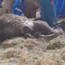 Camello desplomado en el Mercado Cervantino de Alcalá de Henares.
