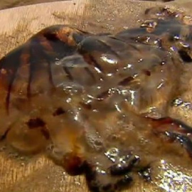 Las medusas llegan a Tarragona