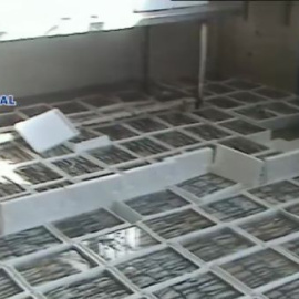 Hachís oculto entre sardinas congeladas
