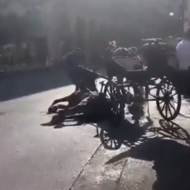 23/07/2022.- Un caballo se desploma en palma mientras transportaba a turistas. TWITTER