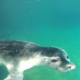 Nace una cría de foca vitulina en Madrid en plena ola de calor