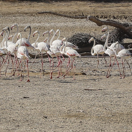 Unos flamencos recorren una laguna completamente seca en La Cañada de los Pájaros, un humedal de La Puebla del Río
