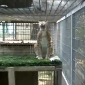 La Guardia Civil interviene 123 animales exóticos