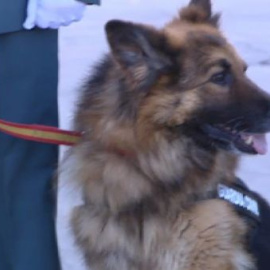 Fallece Ajax, el perro policía