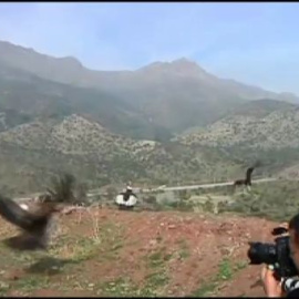 Los 18 ejemplares de cóndor que se intoxicaron, han vuelto a su habitat natural