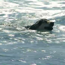 Polémica en la playa de El Campello por permitir el acceso a perros