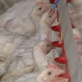 Los criadores de pollo gallegos denuncian la venta "a pérdidas" de la carne de pollo en Galicia