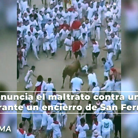 Vídeo| PACMA denuncia el maltrato contra una vaquilla durante un encierro de San Fermín
