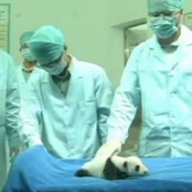 La cría de oso panda gigante de Guangzhou pasa su revisión médica