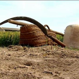 La localidad valenciana de Catarroja celebra la fiesta de la siega del arroz