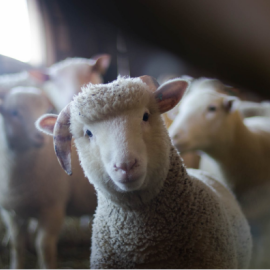 Foto de archivo de una oveja en una granja.