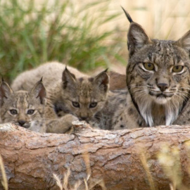 Imagen de archivo de una familia de linces ibéricos. Foto: Estación Biológica de Doñana