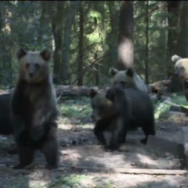 Una finca en el bosque ruso se ha convertido en un orfanato de osos pardos