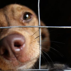 Un perro enjaulado | EFE