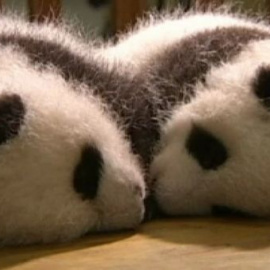 Catorce pandas comparten cuna en la provincia china de Sichuan