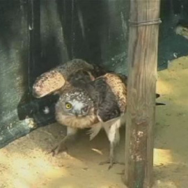 Exitosa operación de trasplante de plumas en un águila