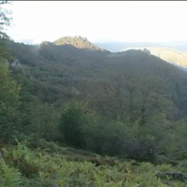 Comienza la berrea en los montes de Asturias, un auténtico espectáculo de la naturaleza 