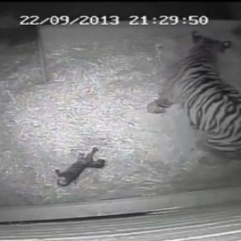 Nace un cachorro de tigre sumatra en el zoológico de Londres