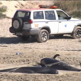 Aparecen 22 calderones varados en una playa de La Coruña