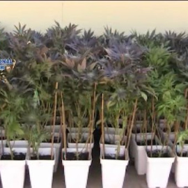 Intervenidas 2.400 plantas de marihuana en un chalet de Valencia