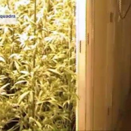 Incautadas 600 plantas de marihuana en Barcelona
