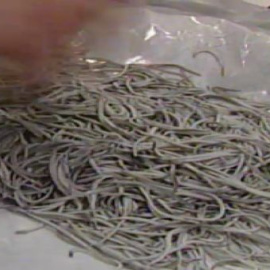 La semana de la ciencia de Almería ofrece una degustación de insectos 