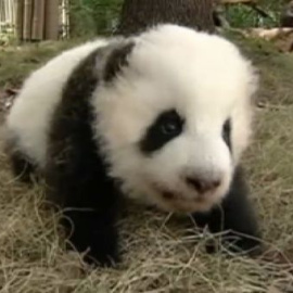 Aprendiendo a trepar