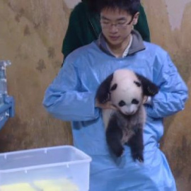 El Zoo de Madrid presenta al bebe panda que nació este verano