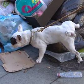 Enfado de los madrileños por la basura acumulada en las calles