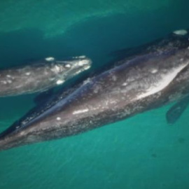 La Fundación BBVA entrega los Premios a la Conservación de la Biodiversidad