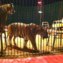 Animales como los tigres podrán seguir siendo utilizados por los circos en Aragón al no estar considerados como fauna silvestre española. WIKIPEDIA/Antonio Cioffi