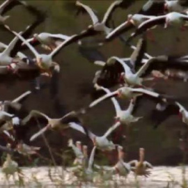 'Guadalquivir': un paraíso natural conectado por un río