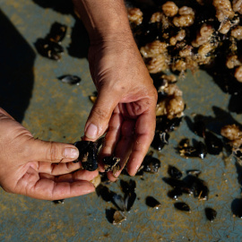 25/08/2022 Unos mejilloneros realizan su tarea en la bocana del Fangar, en Tarragona, a 23 de agosto de 2022.