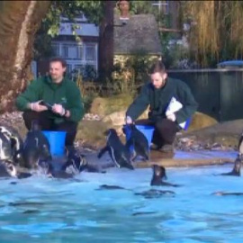 Toca recuento en el zoo de Londres
