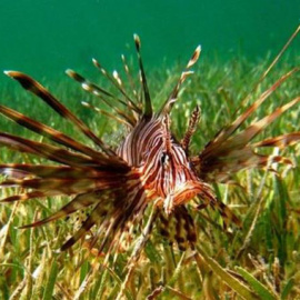 El pez león en una pradera submarina.- ANDREA ANTÓN