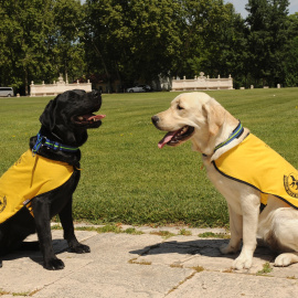Fundación ONCE del Perro Guía cumple 30 años con 45 canes en Castilla y León