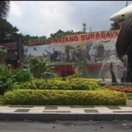 León ahorcado en el "zoo de la muerte"
