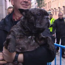Cientos de animales, camino de la bendición