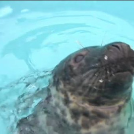 Un bebé de foca gris se recupera en una acuario de los daños que le produjo el temporal