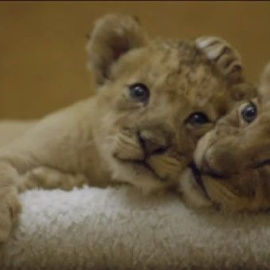 Dos cachorros de león de origen africano se convierten en estrellas