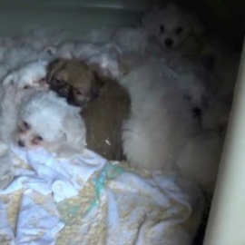 Rescatados 595 animales domésticos