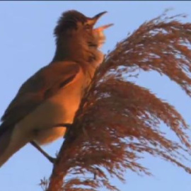 Las aves de España, en la punta de los dedos 